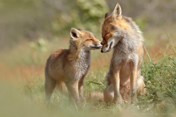 Кошка любит — удивительные факты о лисах