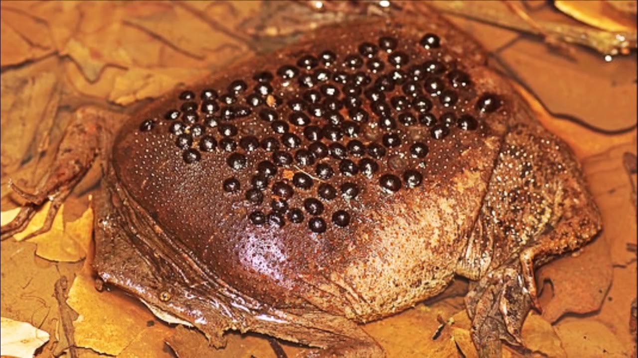 самые странные яйца животных