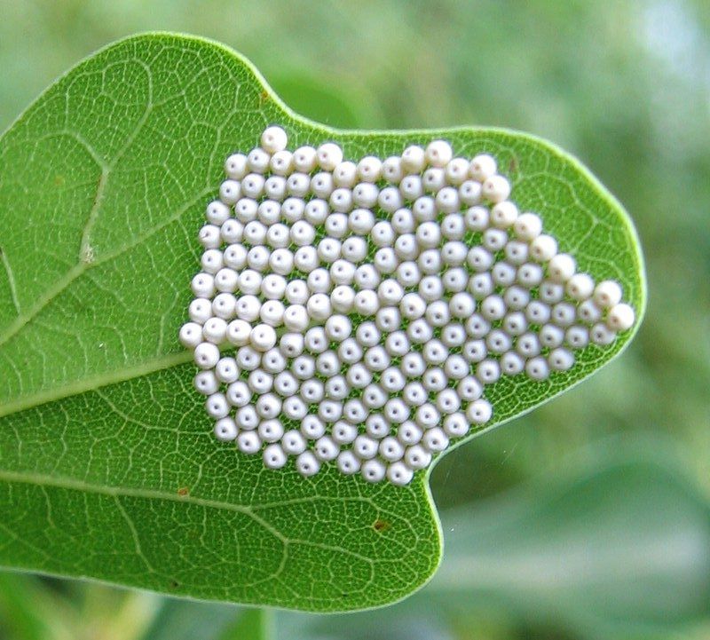 самые странные яйца животных