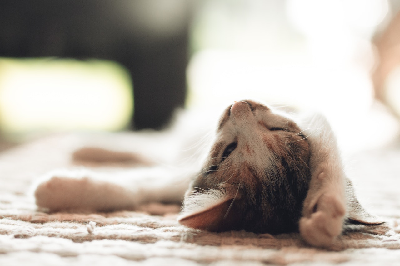 Кот