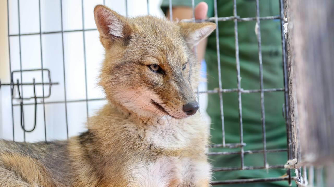 Дикие животные в Турции