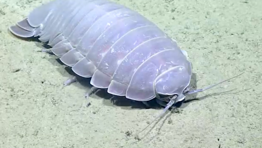 Самые интересные существа, живущие в море