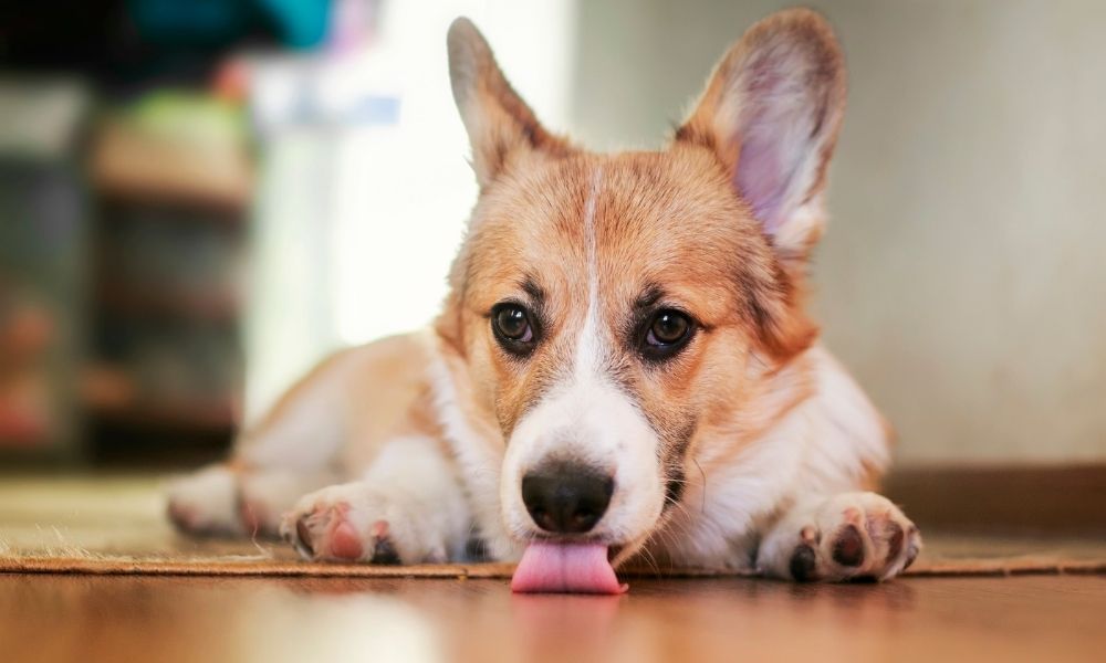 signs that your dog is in pain