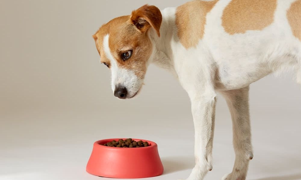 signs that your dog is in pain