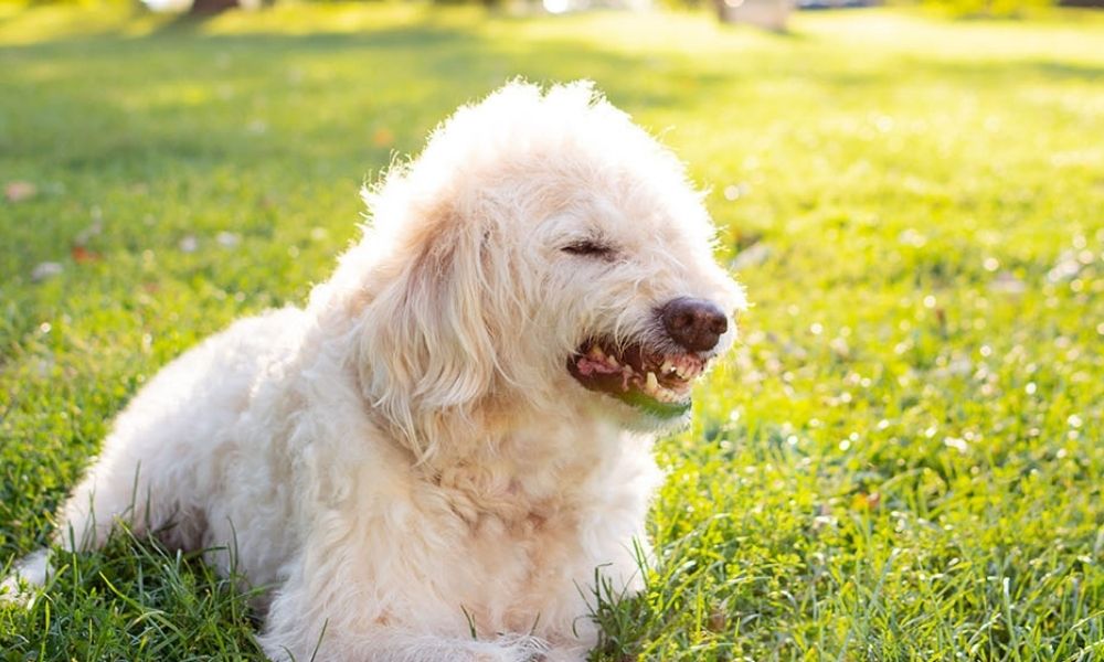 your dog's health problem
