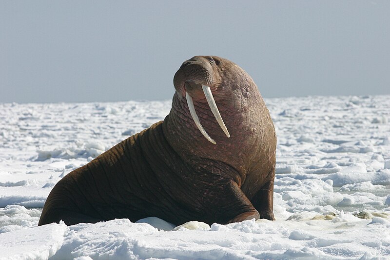Морзе