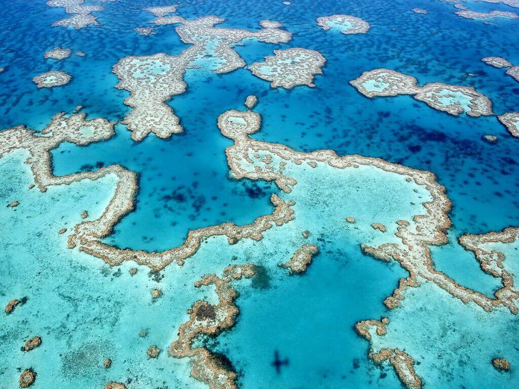 The great barrier reef is the largest coral reef in the world and can be seen from space