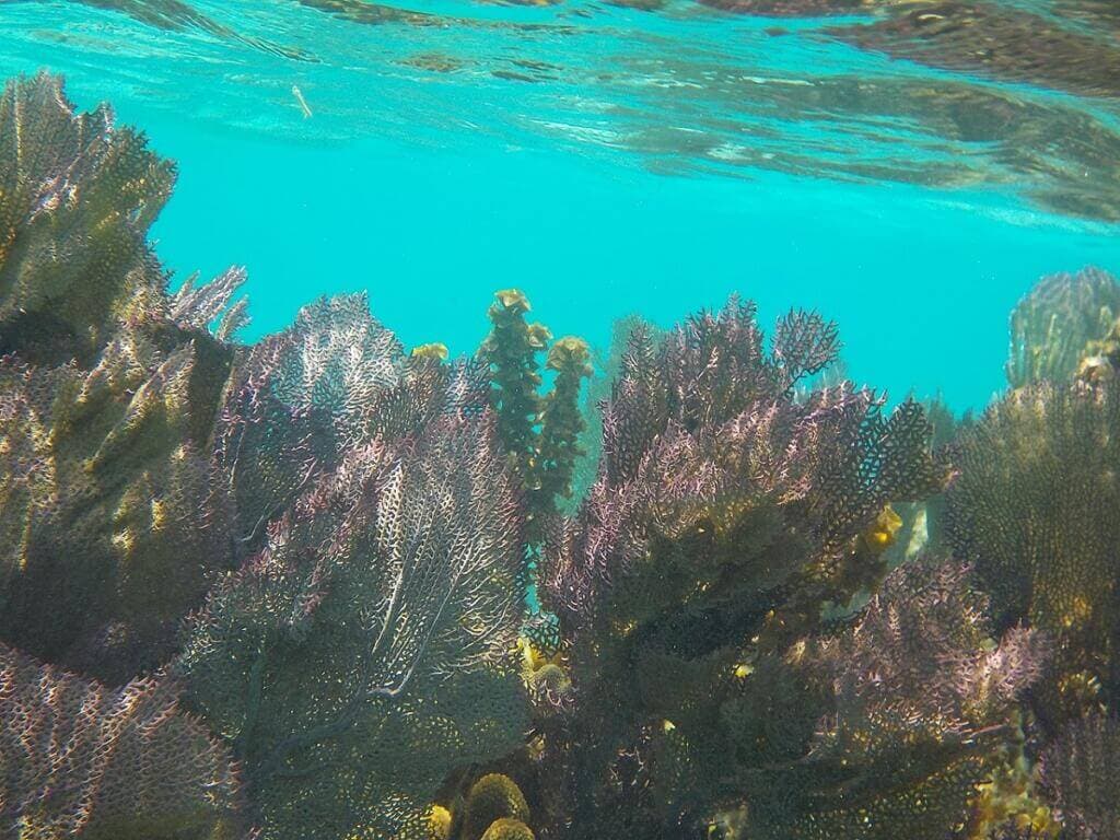 The mesoamerican barrier reef is the largest coral reef system in the western hemisphere