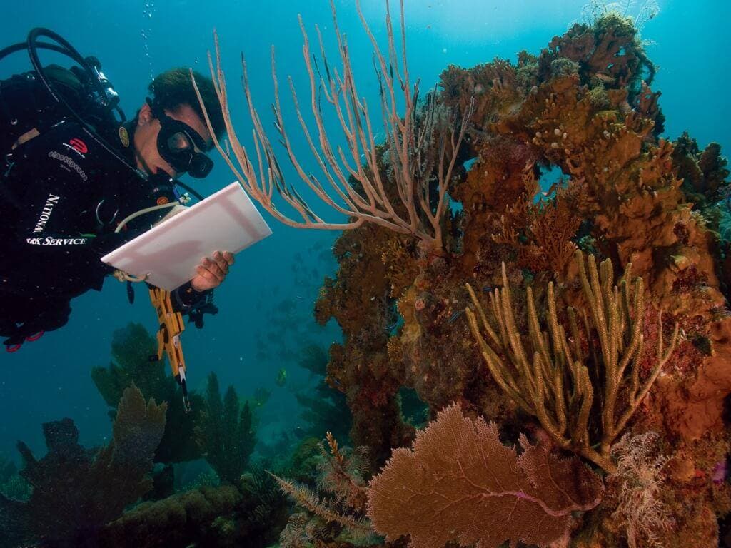 The florida reef is the only coral reef system in north america