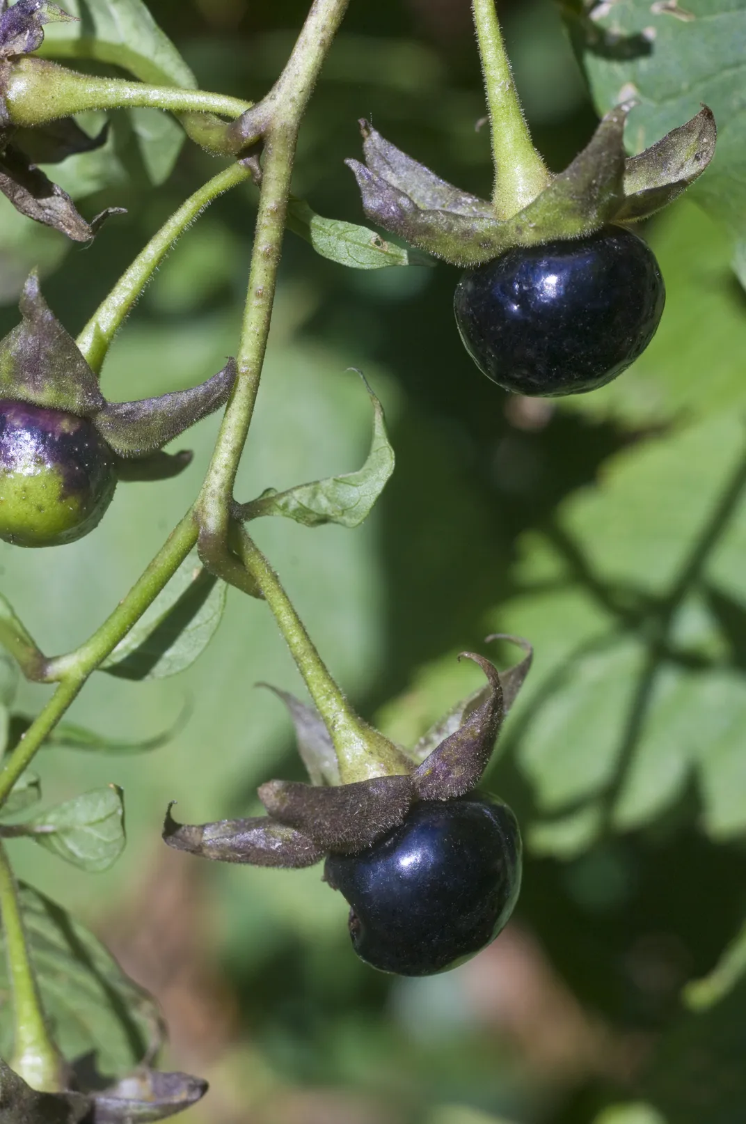 Плод ядовитого растения Atropa belladonna