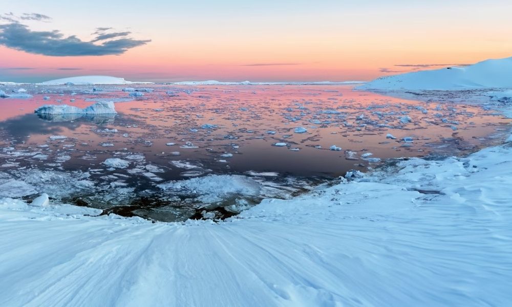 Гигантское нерестилище ледяной рыбы в море Уэдделла, Антарктида