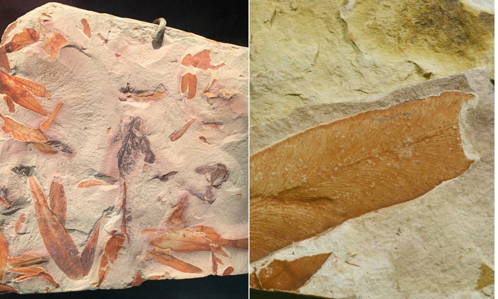Окаменелые листья Glossopteris, найденные экспедицией Скотта в Антарктиде