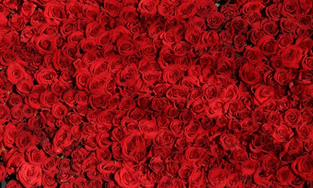 счастливые цвета знаков зодиака