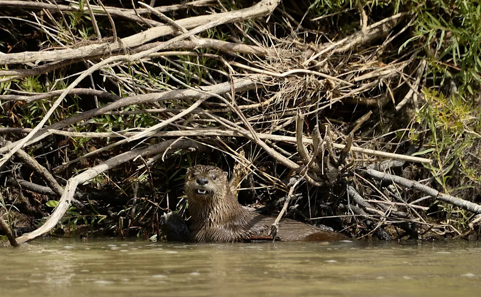 Североамериканская речная выдра вернулась в реку Бронкс после 100 лет, что свидетельствует о здоровом качестве воды.