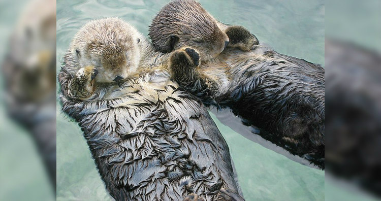 Lontra marinha de mãos dadas