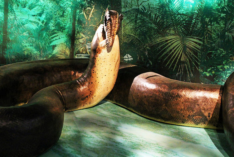 Titanoboa Titanoboa