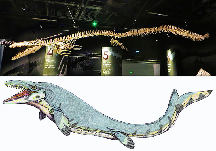 Mosasaur Mosasaurus