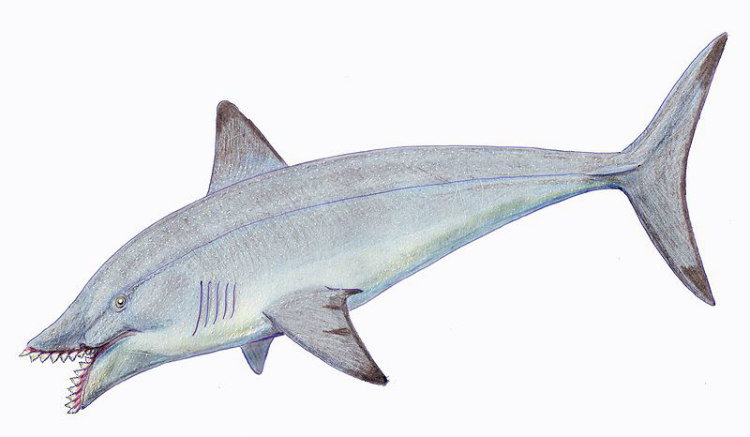 Edestus giganteus Edestus giganteus