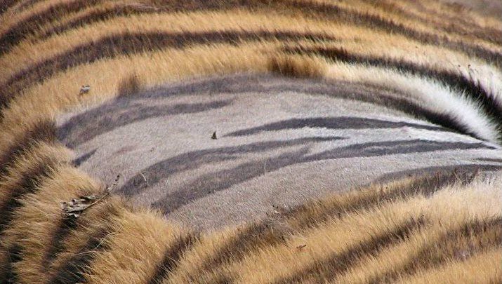 piel de tigre