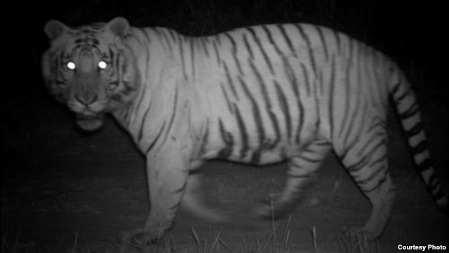 Visión de tigre