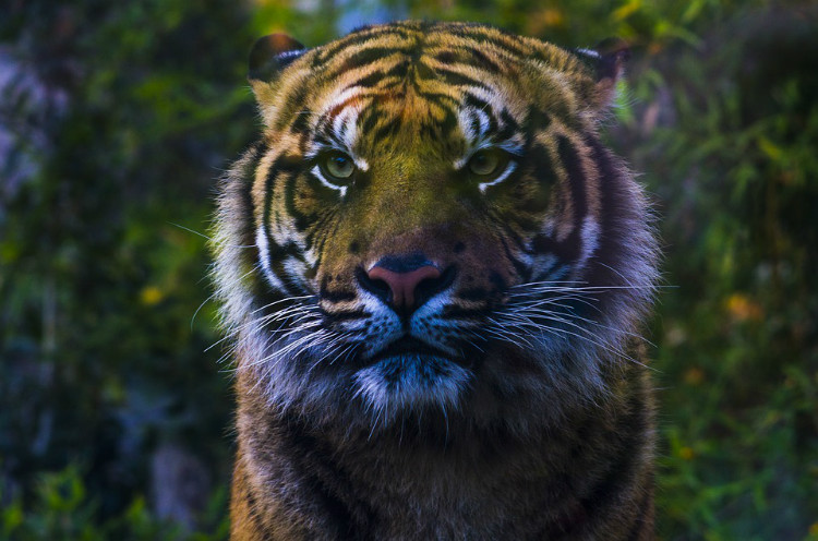 El tigre es un solitario. La naturaleza solitaria del tigre