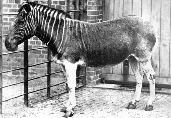 Quagga Quagga