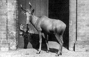 Bubal hartebeest Bubal hartebeest
