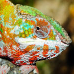 10 maneiras notáveis pelas quais os animais selvagens demonstram respeito e afeto.
