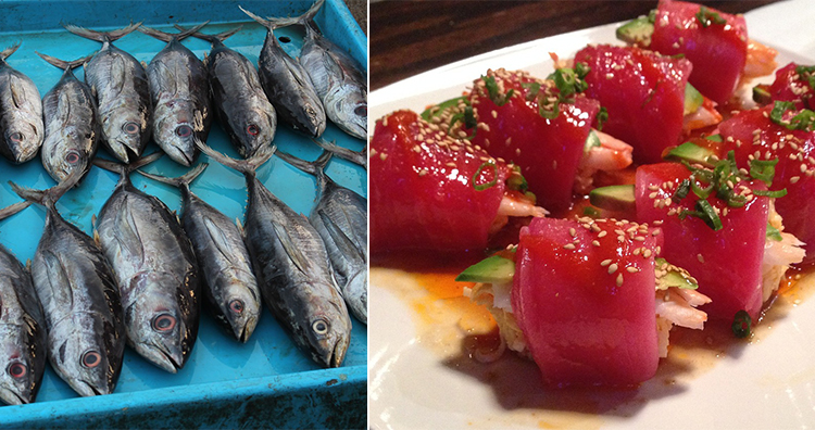 Thunfisch, Thunfisch-Sushi Thunfisch, Thunfisch-Sushi