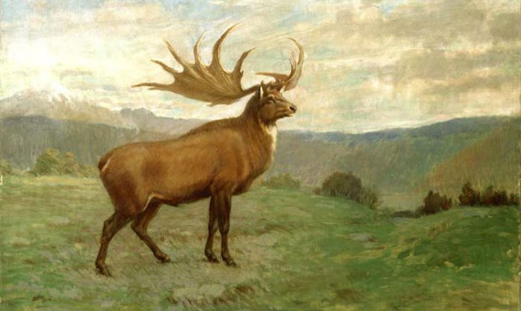 Elks irlandeses