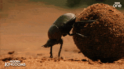 Escarabajo pelotero de cobre grande