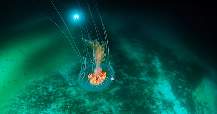 Medusas antárticas (no son medusas inmortales)