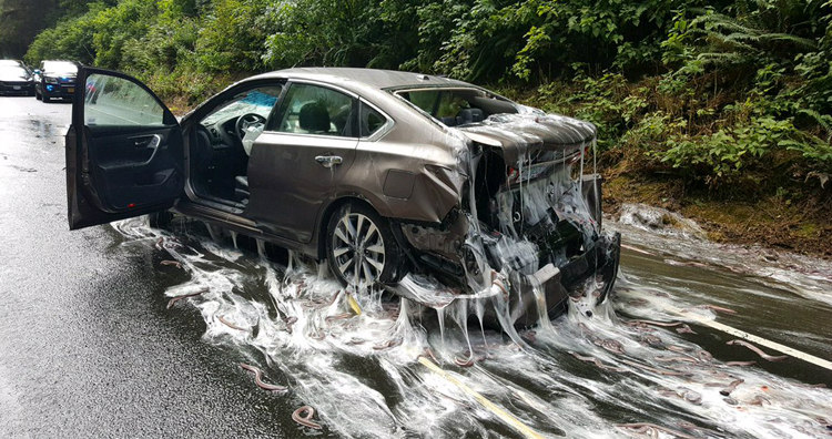 Accidente de camión que transportaba miles de mixinos