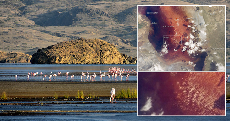 Lago Natron Lago Natron