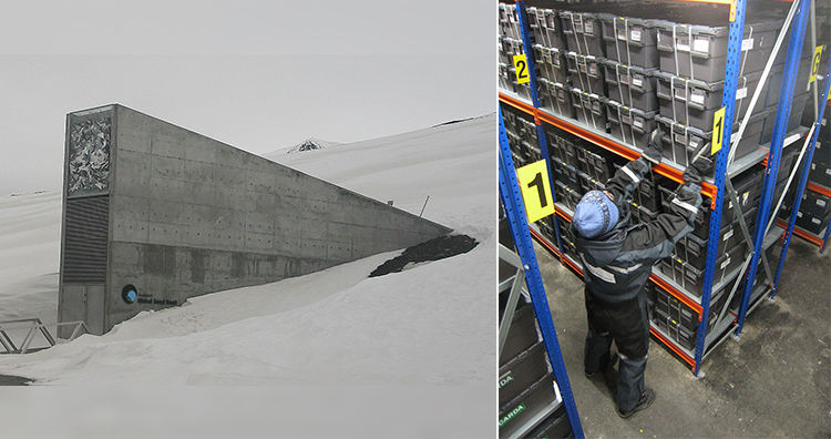 Svalbard xalqaro urugʻ ombori, shuningdek, Qiyomat ombori deb ham ataladi, Svalbard global urugʻ omboridagi saqlash idishlari