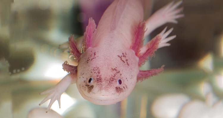 Axolotl, акватычны salamander