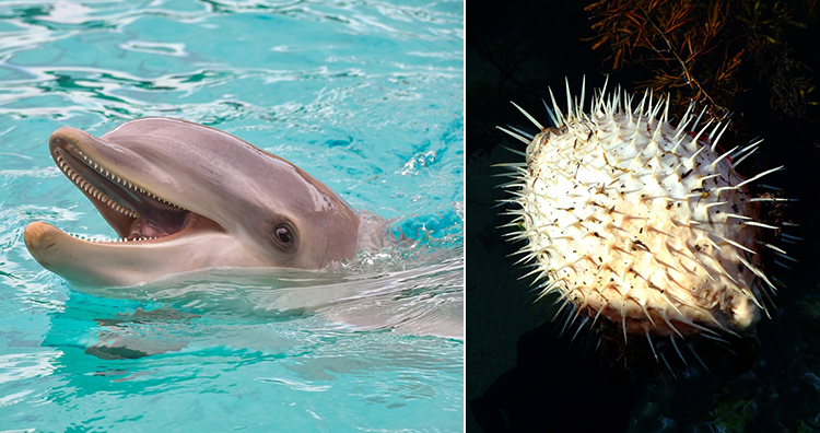 Delfin, Kugelfisch Delfin, Kugelfisch