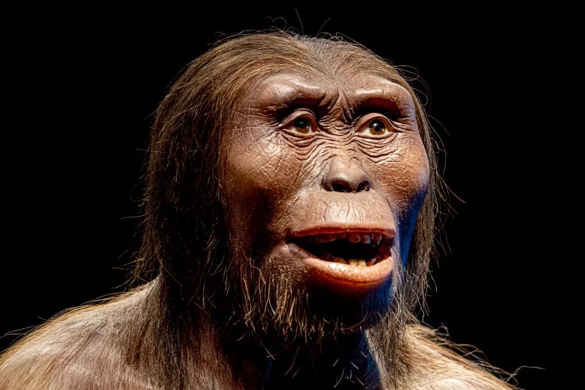 24 цікавыя факты пра Люсі (Australopithecus afarensis)