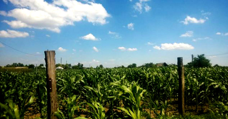 La casa de Andy Pascali con el campo de maíz - Después La casa de Andy Pascali con el campo de maíz - Después